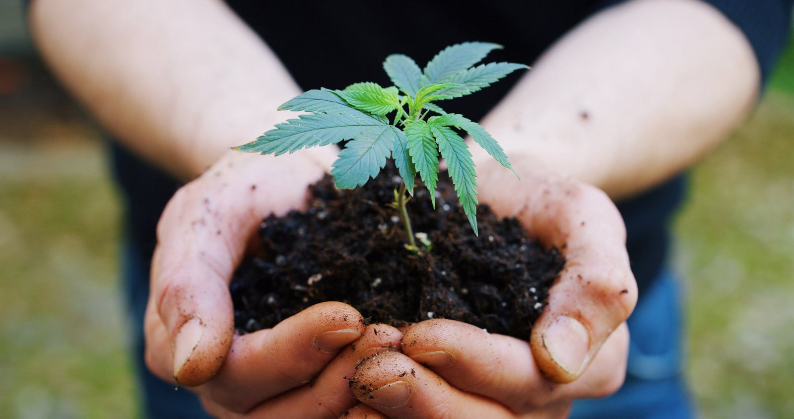 Person Holding Hemp Plant